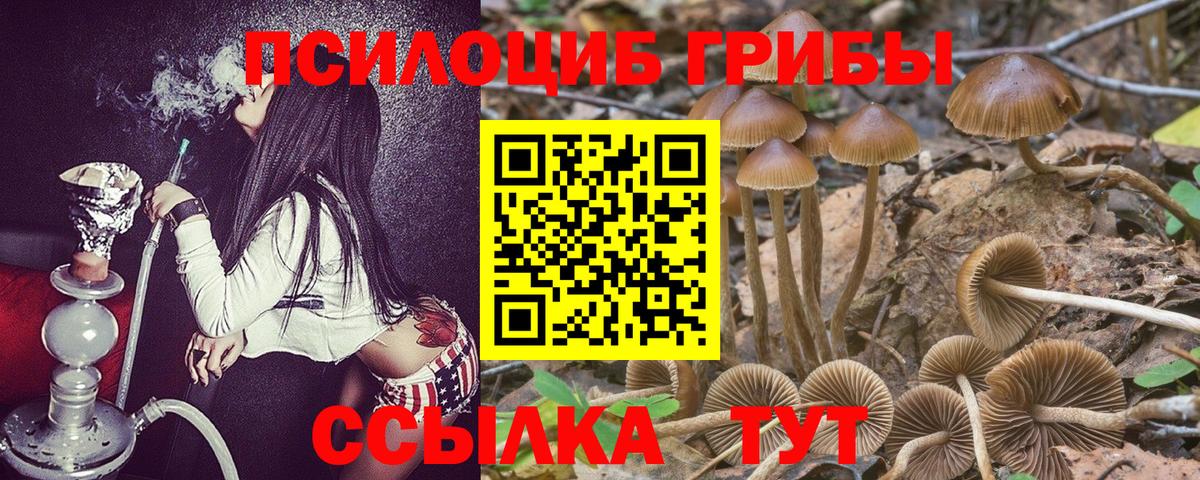 Псилоцибиновые грибы Psilocybine cubensis Камень-на-Оби